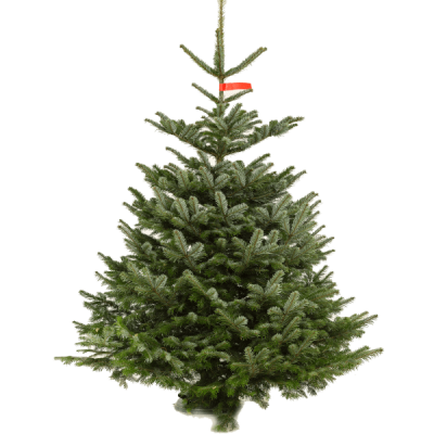 Nordmann kerstboom 2 meter brandvertragend geïmpregneerd