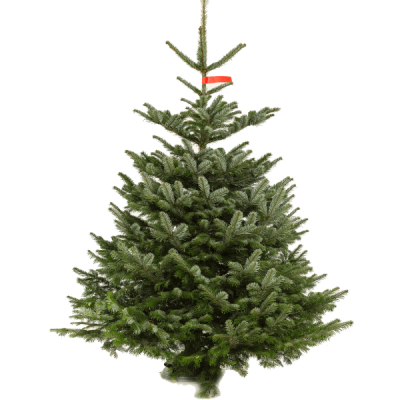 Categorie deeltje Proficiat Nordmann kerstboom 3 meter brandvertragend geïmpregneerd | RH  Brandbeveiliging